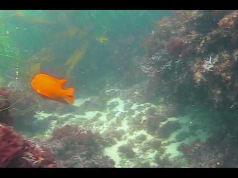 What Lurks Beneath the Waves: Laguna Beach, CA