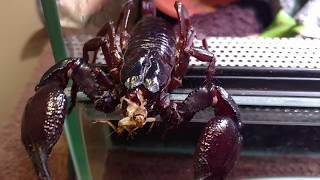 Giant Asian Forest Scorpion Is Ready To Eat Feeding Video
