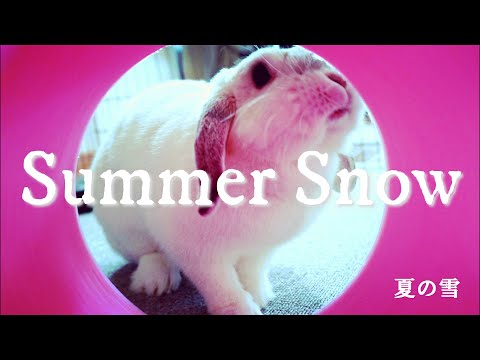 うさぎ うさぎのスノーの困りごと The Trouble With Snow In Rabbits Youtube