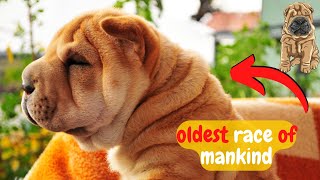 EVERYTHING YOU NEED TO KNOW ABOUT THE CHARMING SHAR PEI!