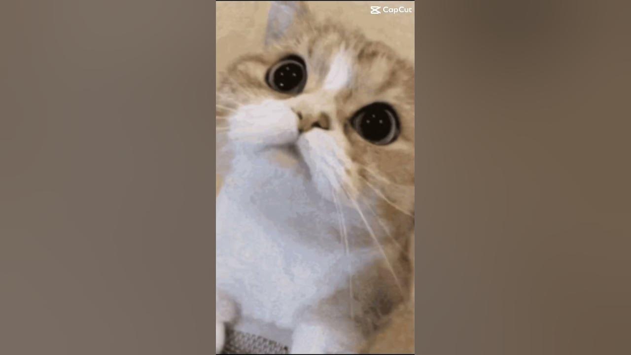 CapCut_Angry Cat Meme