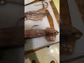 Rigged squid for night time swordfishing