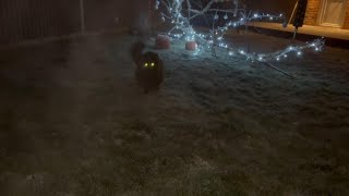 Maine Coon Mania:  A Spooky Christmas by Adventures of Luna and Marley 315 views 4 months ago 2 minutes, 17 seconds