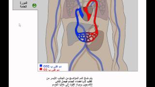 الدورة الدموية: صغرى وكبري