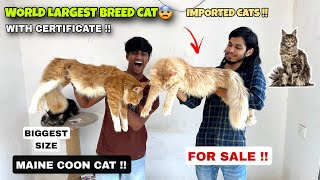 Maine Coon Cat  World Largest Cat Breed | Maine Coon Cat For Sale | Imported Maine Coon Cat India