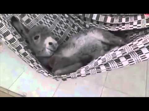 ვირი ჰამაკში