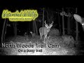 North Woods Trail Cam - A busy trail