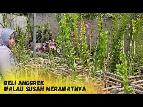 Video: Apakah anggrek sulit dirawat?