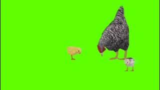 Green Screen Ayam