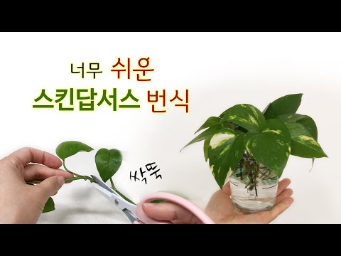 덩굴식물 손쉽게 몇배로 불리기. 어디를 자를까요?