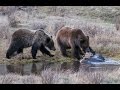 Baby Bison Falls into Blacktail Ponds in Yellowstone