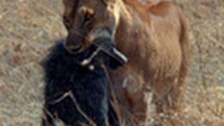 An Afternoon Baboon Snack | Best of Wild