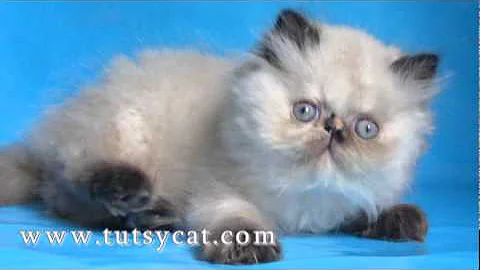Video 511991: persian himalayan kittens, persian kittens cattery, persian blue cattery