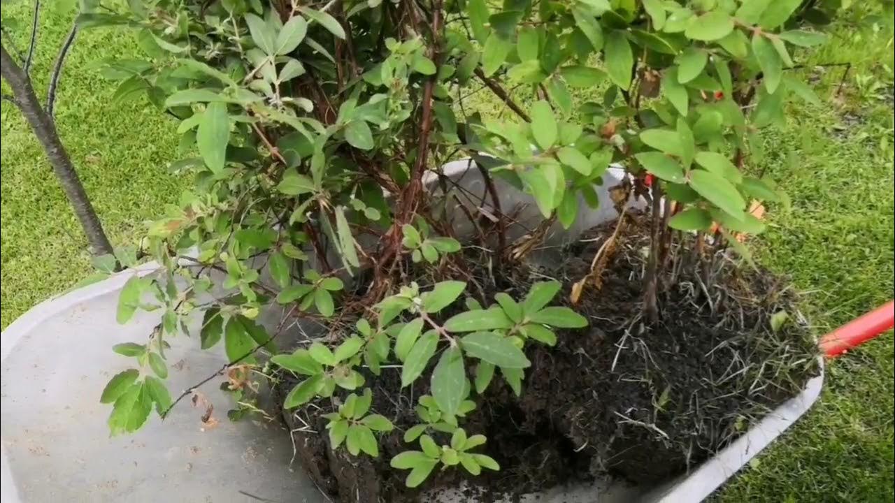 Посадка жимолости весной в открытый грунт. Саженцы жимолости с закрытой корневой системой. Пересаживаем жимолость. Черенкование жимолости весной. Интересная посадка жимолости.