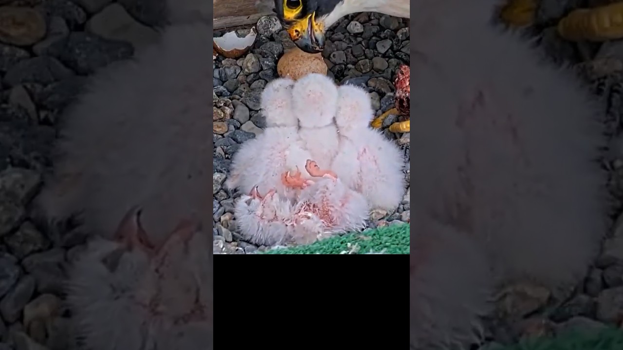 Falcon's New Baby🐥