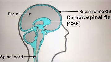Chapter 14: The Brain and Cranial Nerves: Brain Anatomy (Part 1) (Video 5)