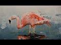 Painting a flamingo in oil paints