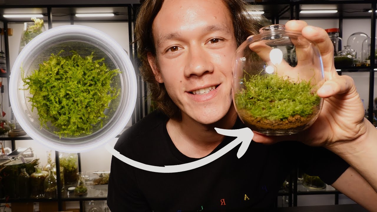 How To Grow Aquatic Moss In A Terrarium 