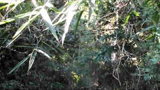 Casa Ika Pinares Misiones.mpeg