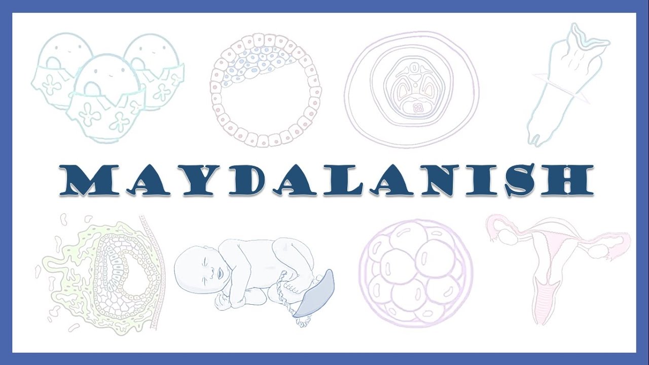 Maydalanish | Cleavage | Embrional rivojlanishning birinchi haftasi