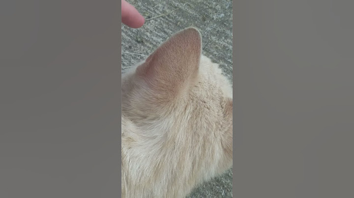 why doesn't my cat respect me?
