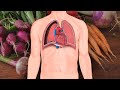 7 Foods for Healthy Lungs and Improved Breathing