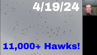 : [50] 11,000 Hawks in One Hour at the Braddock Bay Hawk Watch, 4/19/24