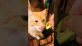 gatito vegetariano vegano gato gatosdetiktok gatos gatosgraciosos gatitos l3on markinhoz