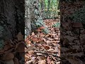A beautiful brown porcini mushrooms #fyp #foryou #porcini #boletus #youtubeshorts #shorts #fungi