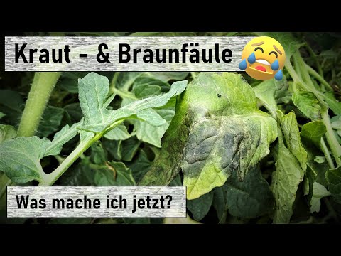 Video: Wie kontrolliert man Phytophthora?