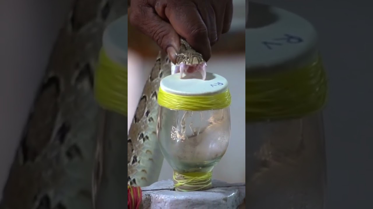 How to collect a snake venom 🐍🐍#shorts #nature #animal