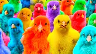 Catch Cute Chickens, Colorful Chickens, Rainbow Chicken, Rabbits, Cute Cats, Ducks, Animals Cute278