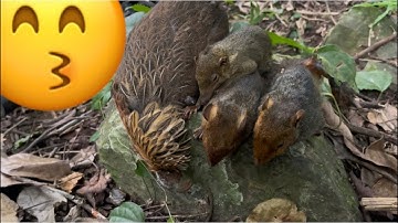 Một buổi di thăm bẫy đầu tiên dính khá nhiều sóc cả gà rừng |Rừng núi Bắc Kạn