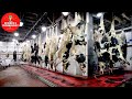 Amazing fresh beef factory processing linemodern technology livestock slaughterhousefood process