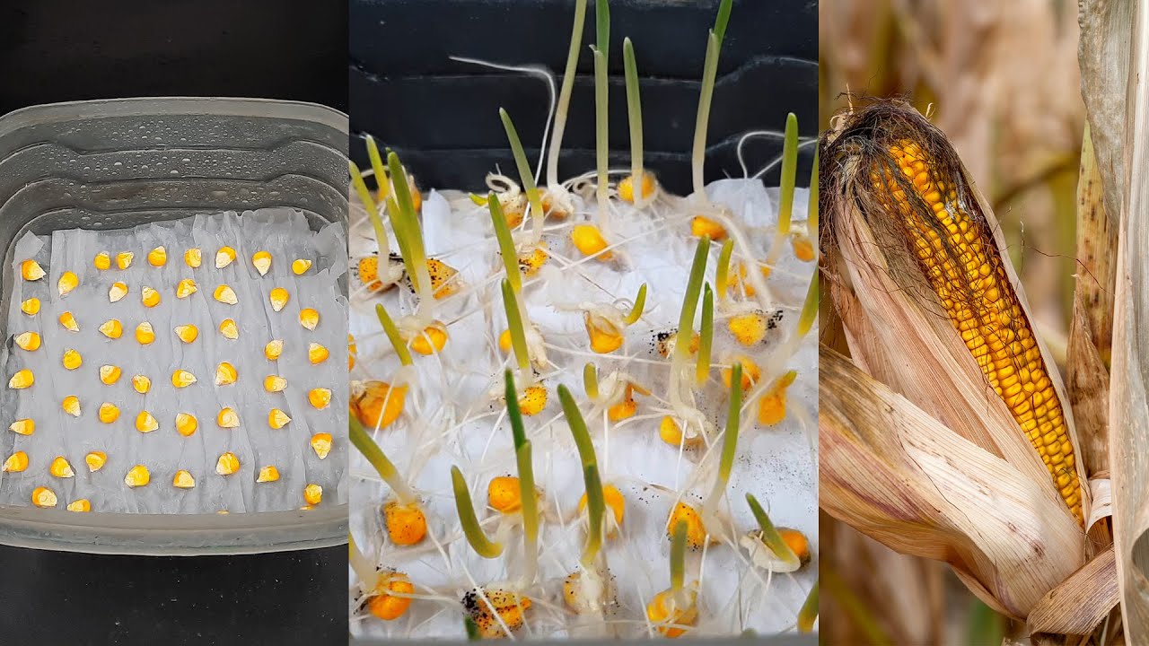 How to grow corn in container at home//Easy for everyone - YouTube
