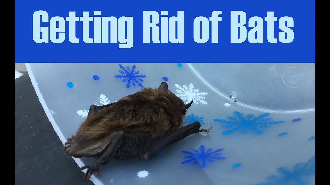 Bats in the Attic: Flappy the Not-Yet-Dead Bat