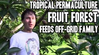 Tropical Permaculture Fruit Forest Feeds Off Grid Family