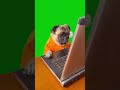Dog Is Looking At Laptop Screen Green Screen Meme Template  #greenscreen #dog  #memetemplate #shorts