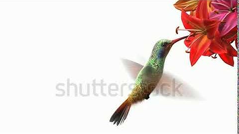 Humming Bird, Beautiful 3d Animation Stock Footage Video 1939519   Shutterstock