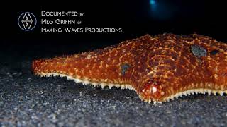 December 2020 Blue Heron Bridge Night Dive with Force-E Scuba Center