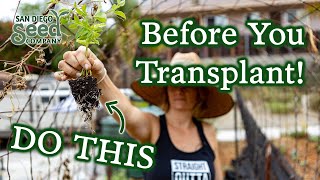 The 4 Most Common & HUGE Mistakes Gardeners Make When Transplanting Starter Plants