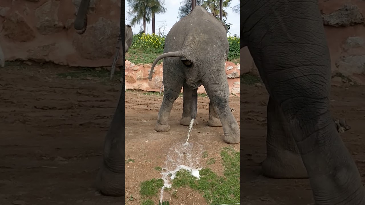 एशियाई हाथी Elephant pees and poops at Attica zoological park- Όταν ο Ασιατ...