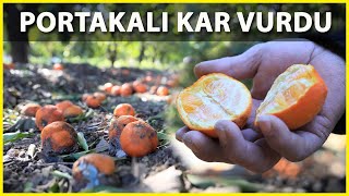 Dalındaki Portakalı Soğuk Vurdu, Dökülen Ürünler Çürüdü Resimi