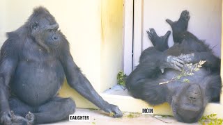 Самки горилл радуются, что самцы успокоились. Семья Шабани