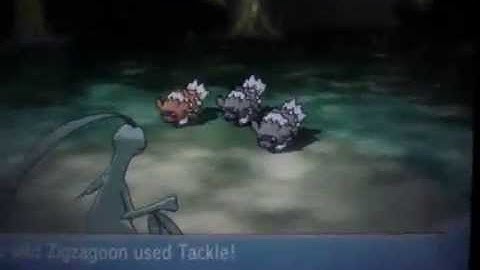 Pokémon Omega Ruby: Shiny Zigzagoon in Horde Encounter