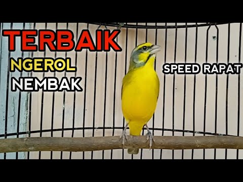 Suara mewah Mozambik gacor ngerol speed rapat.