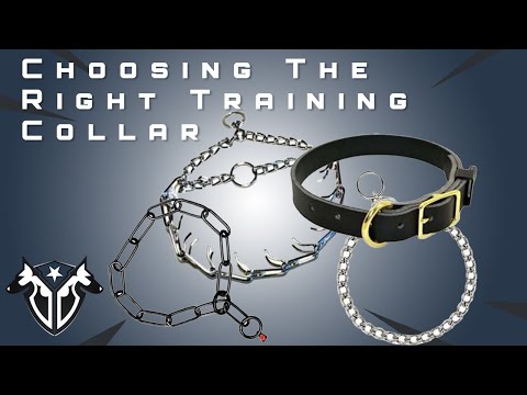 dog-training-collars---how-to-use-different-types-of-training-collars
