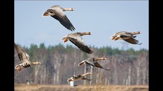 Как в Сибири гуся бьют. Четверо суток в Полях