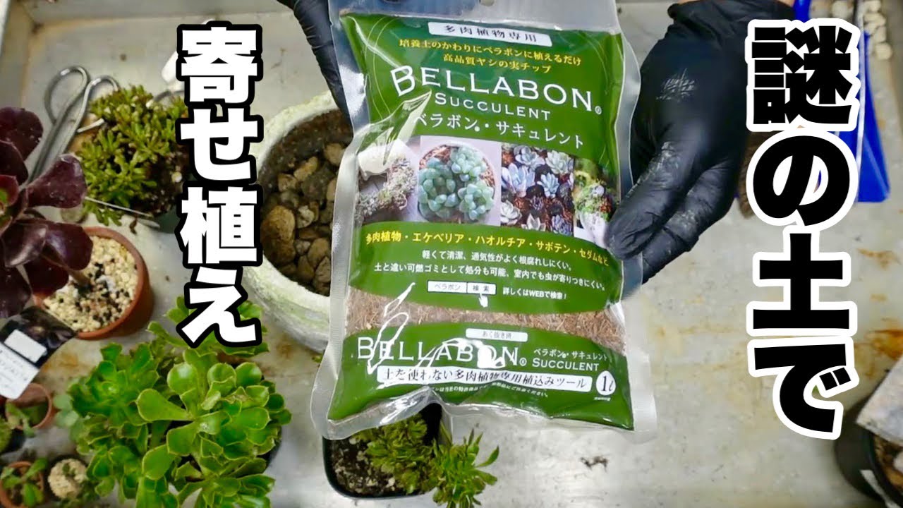 ベラボンサキュレントで多肉の寄せ植え作ってみたんだが 【園芸超人