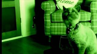 Headbanging Cat